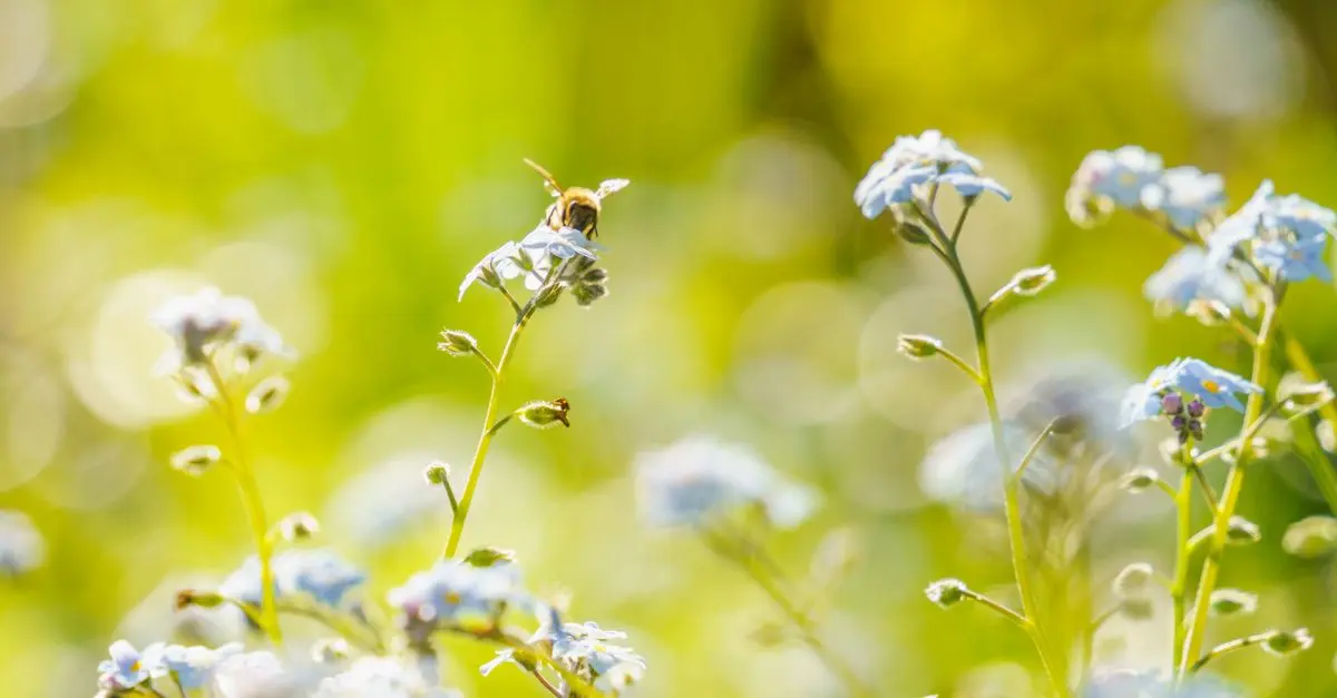 Les meilleures pratiques pour concevoir un jardin pollinisateur