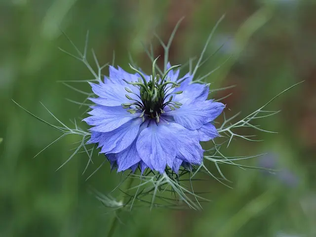 Les meilleures plantes pour attirer les abeilles dans votre jardin