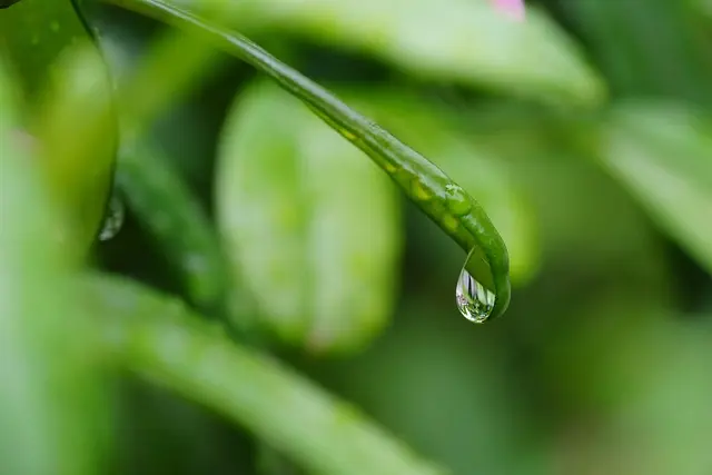 Comment Créer un Jardin Lieu de Refuge pour la Faune