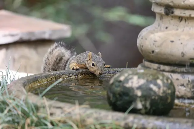 Les secrets de la protection de la faune dans votre jardin