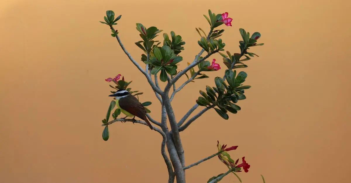 10 astuces pour attirer plus d'oiseaux dans votre jardin