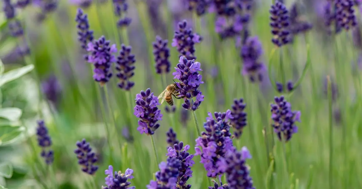 Comment attirer les insectes pollinisateurs dans votre jardin
