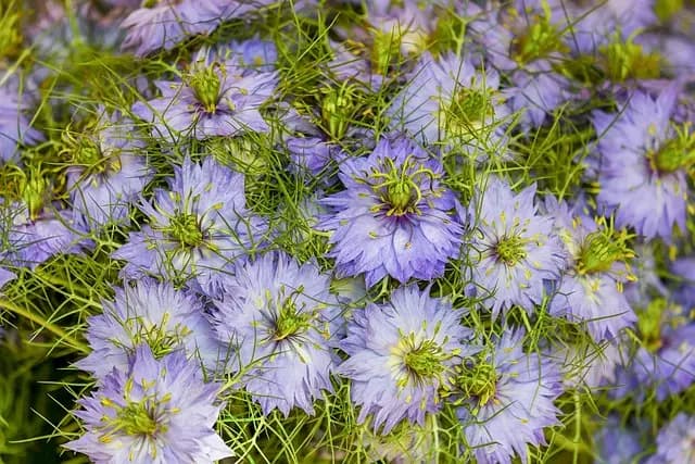 Comment créer un jardin naturel pour favoriser la faune