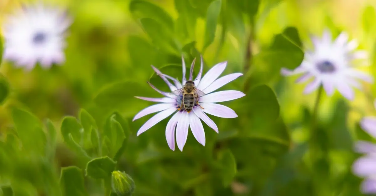 Guide pour installer un hôtel à insectes