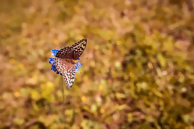 Les meilleures techniques pour préserver la biodiversité locale