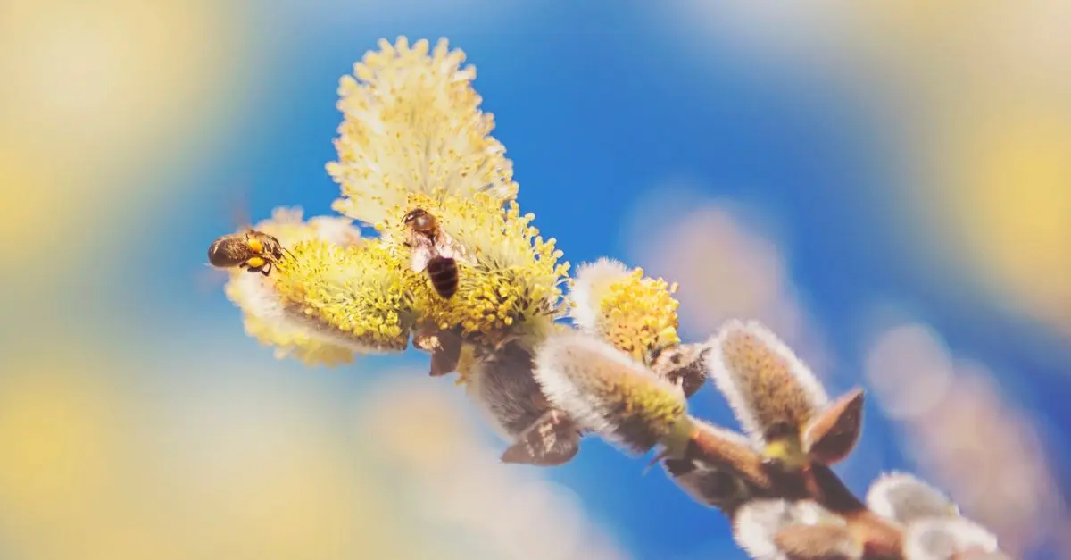Quelles plantes aideront à nourrir les abeilles