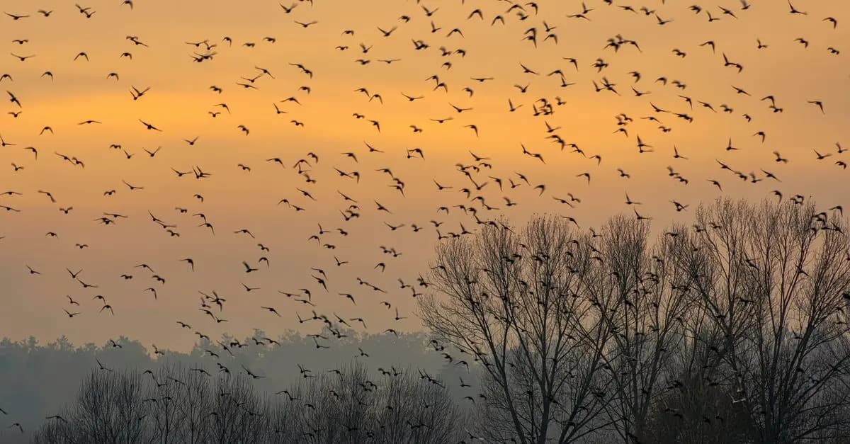 Les espèces d'oiseaux à observer durant la migration