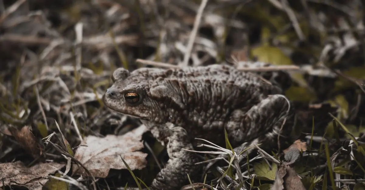Les techniques d'observation de la faune: tout ce qu'il faut savoir