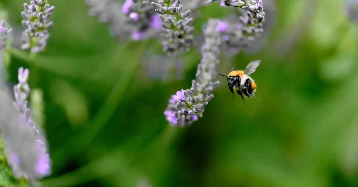 Les meilleures façons de soutenir la biodiversité autour de chez soi