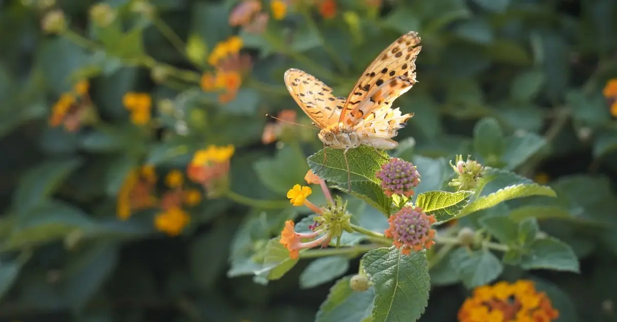 Comment créer un jardin éco-responsable pour la faune