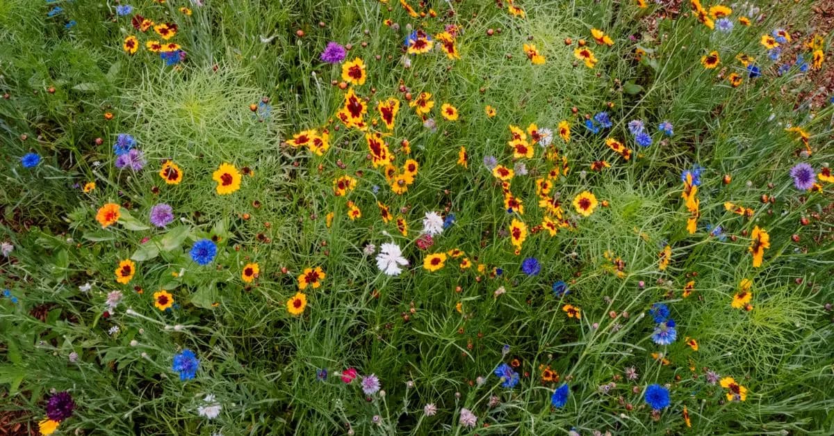 10 conseils pour créer un jardin qui attire la faune