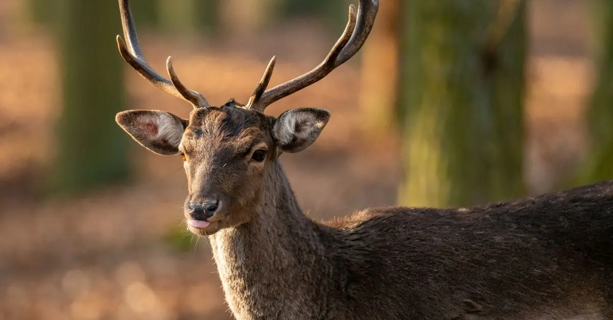 Guide pour débuter la photographie animalière