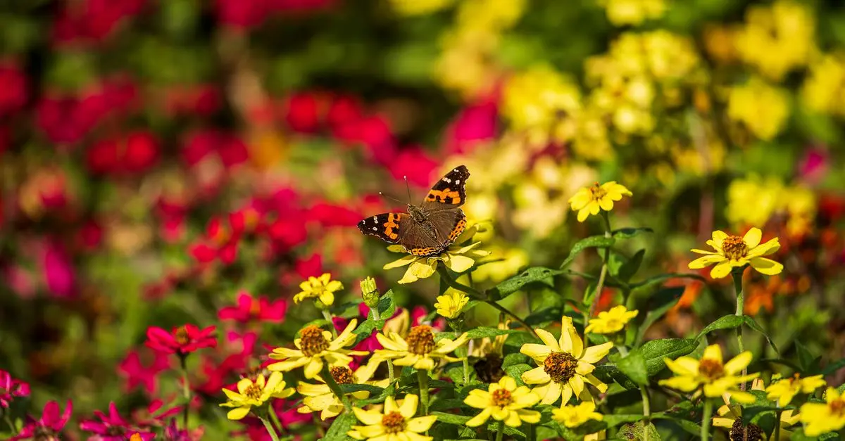 Tout savoir sur les espèces de papillons de France