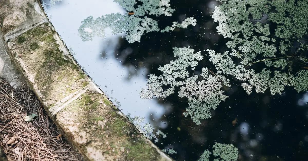Comment créer un coin sauvage pour attirer la faune