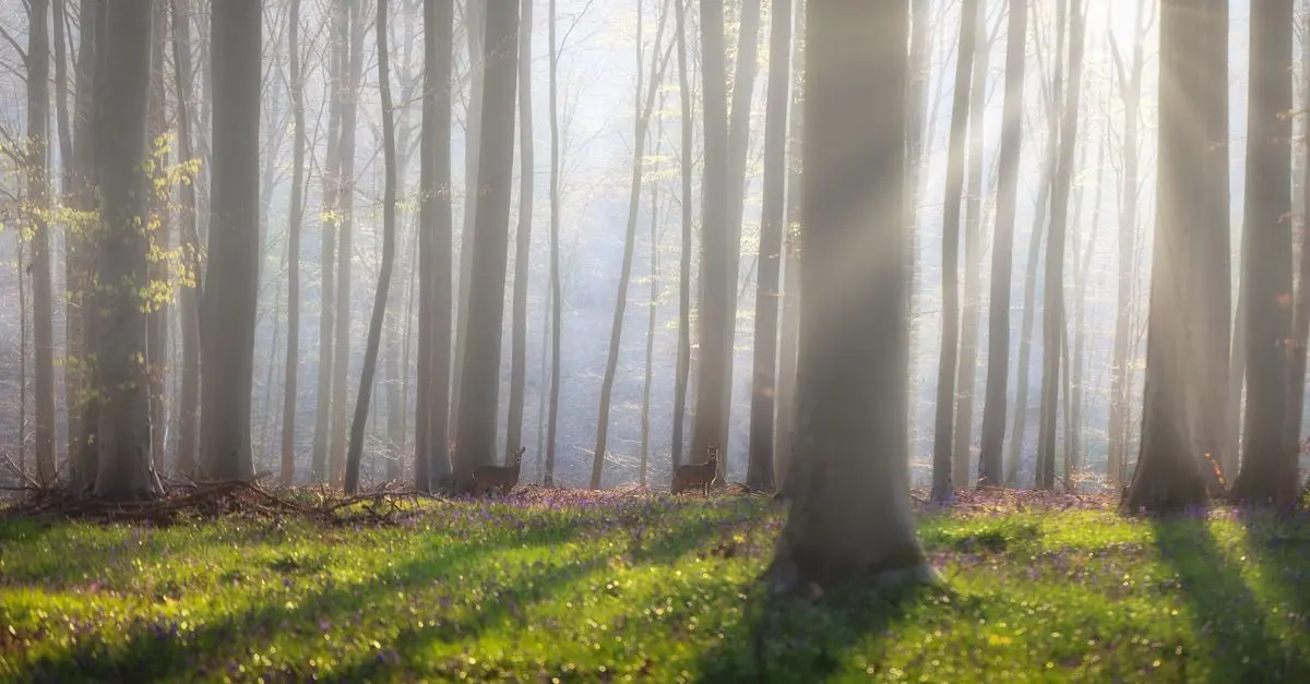 Comment photographier la faune sauvage comme un pro
