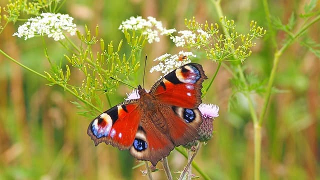 Comment créer un jardin naturel pour attirer les pollinisateurs