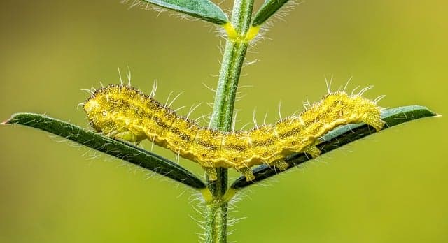 10 conseils pour créer un jardin accueillant pour la faune