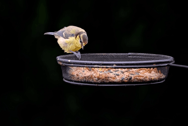Comment attracter les oiseaux migrateurs dans votre jardin