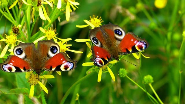 Comment attirer les papillons dans votre jardin naturellement