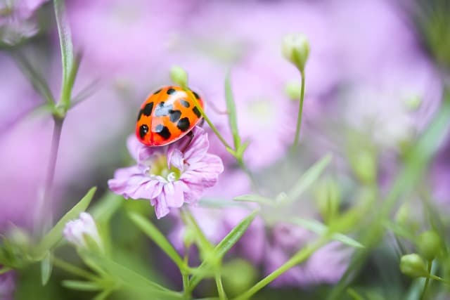 Les meilleurs conseils pour créer un jardin convivial pour la faune