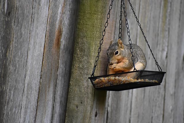 Comment attirer les oiseaux dans votre jardin naturellement