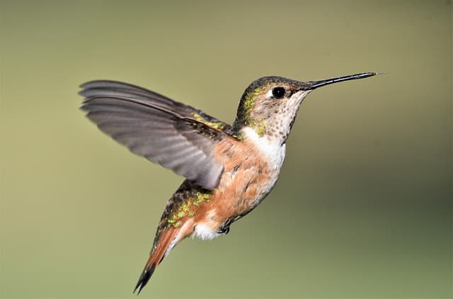 Les bienfaits des refuges de faune : un écosystème en danger