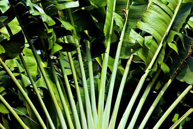 Les meilleures pratiques pour préserver la biodiversité locale