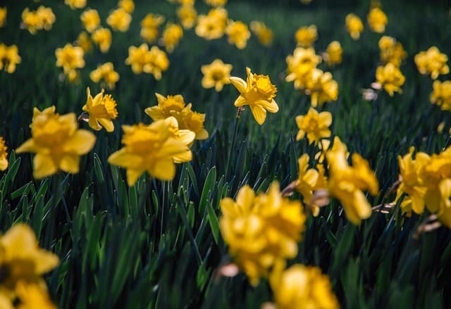 Les meilleures plantes indigènes pour votre jardin