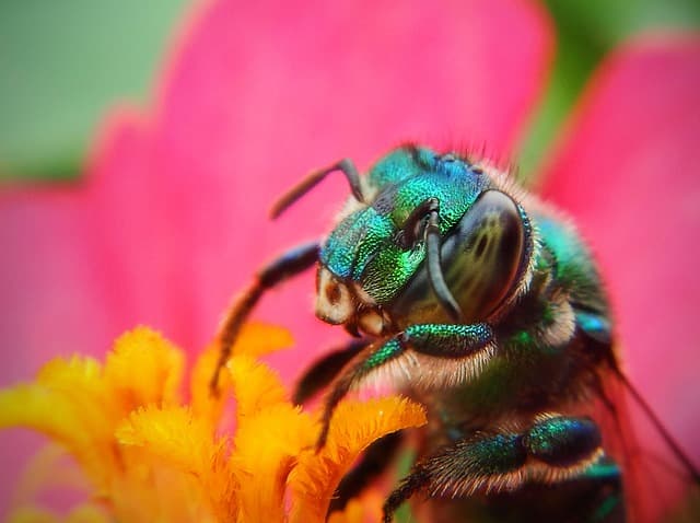 Comment créer un jardin pollinisateur pour attirer les abeilles
