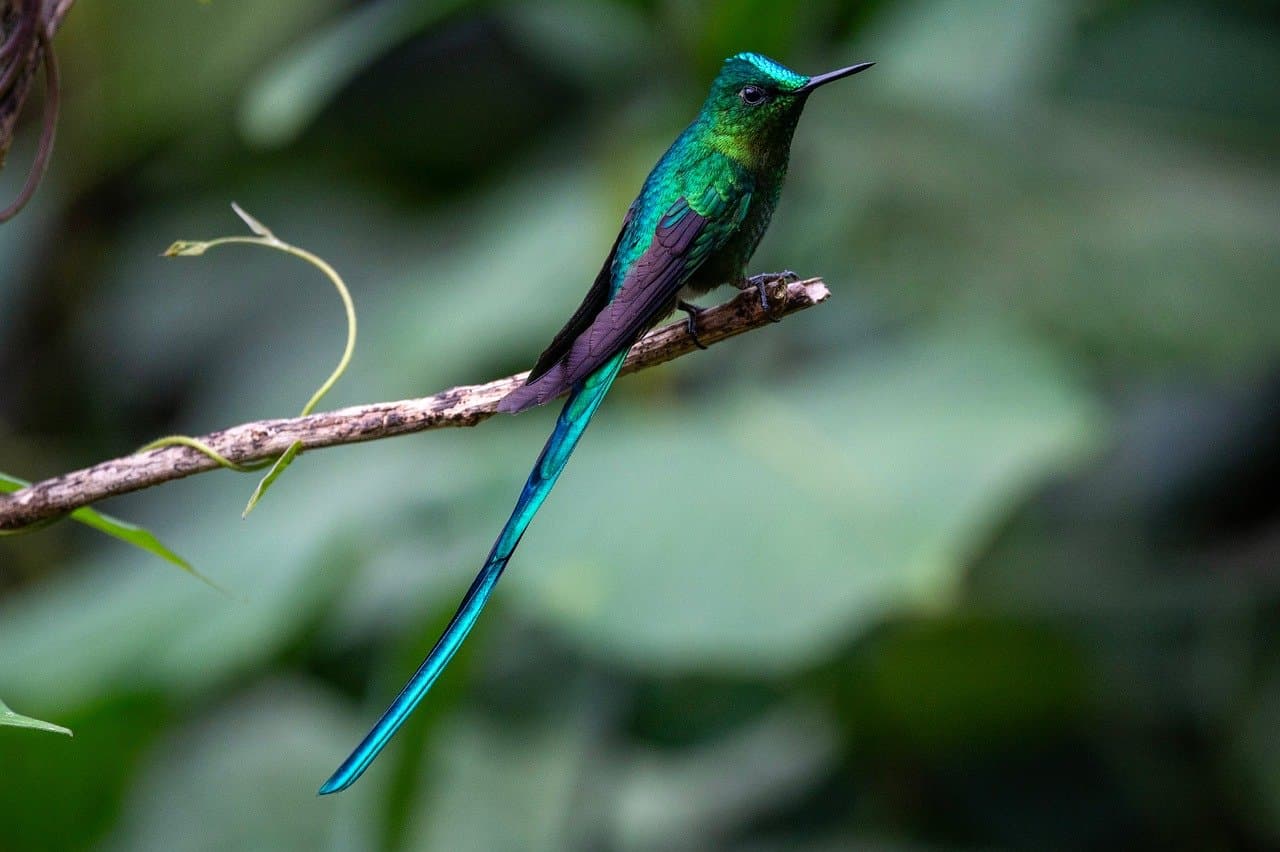 5 conseils essentiels pour débuter l'observation des oiseaux