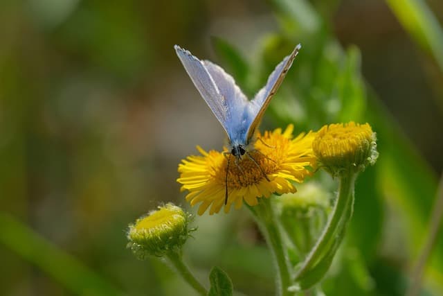 Comprendre le rôle des insectes pollinisateurs dans l'écosystème
