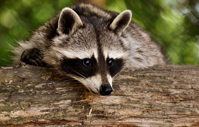 Les secrets des animaux nocturnes : observation et protection