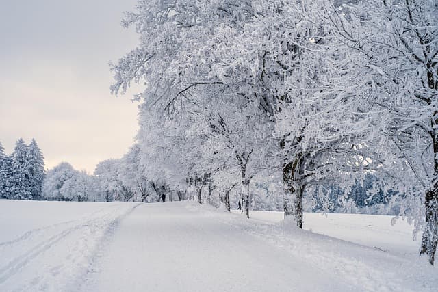 Comment soutenir la faune pendant l'hiver : conseils pratiques