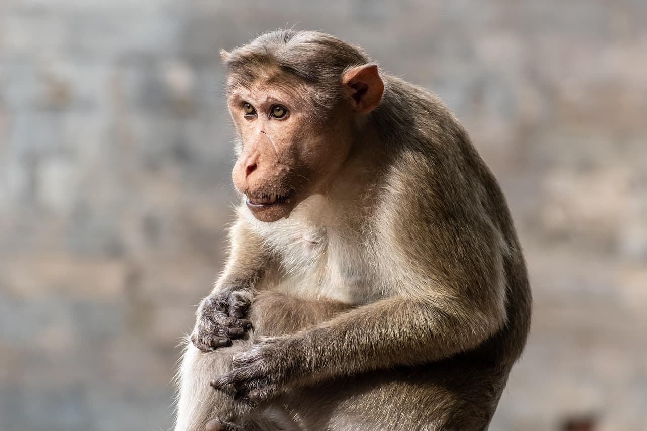 Les meilleures techniques pour l'observation de la faune
