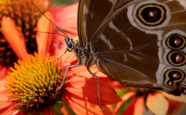 5 astuces pour attirer les pollinisateurs dans votre jardin