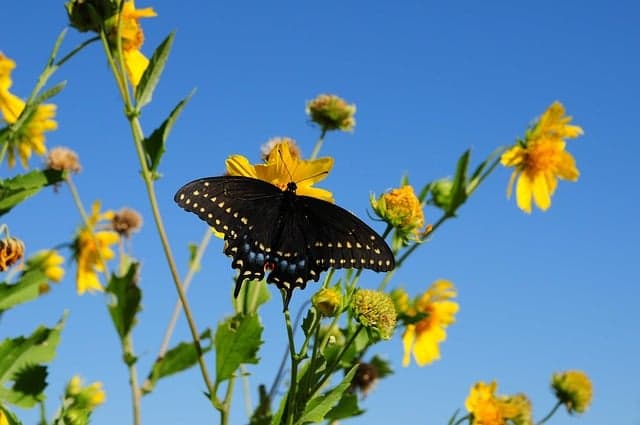 Pourquoi les insectes pollinisateurs sont essentiels pour la biodiversité