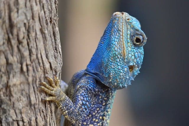 Tout savoir sur l'importance des habitats naturels pour la faune