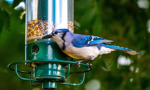Comment protéger les oiseaux migrateurs dans votre jardin