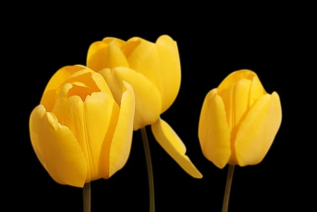 Comment attirer les abeilles dans votre jardin naturellement