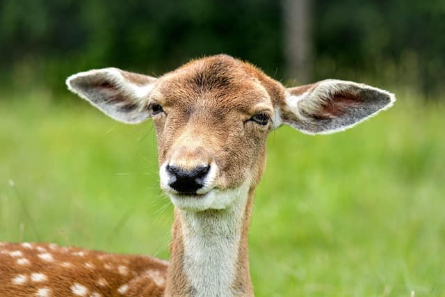 Les 10 meilleures astuces pour photographier la faune sauvage