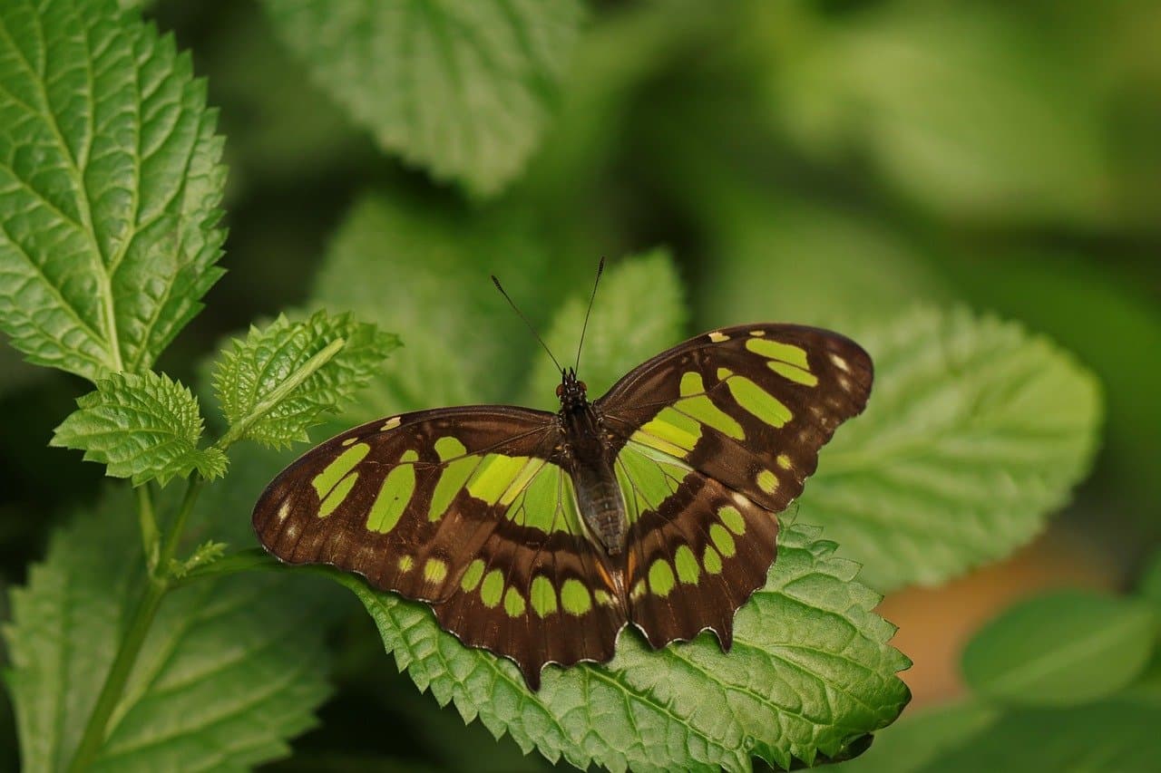 Comment créer un jardin accueillant pour la faune