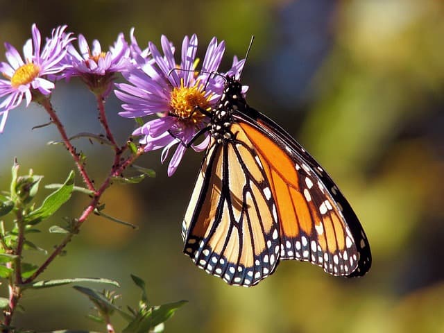 Les avantages d'un jardin naturel pour la faune