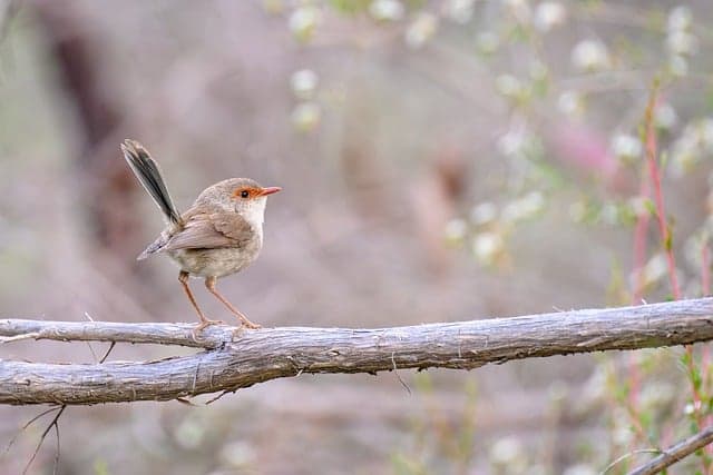Comment créer un jardin sauvage pour la biodiversité