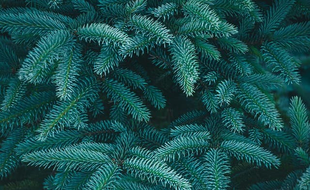 Comment créer un jardin foré de faune pour encourager la biodiversité