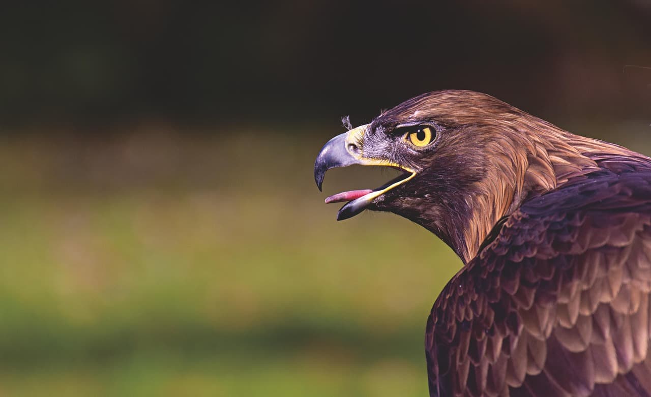 Comment observer les oiseaux sans les déranger