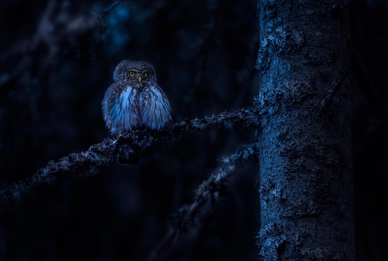 Les habitudes fascinantes des animaux nocturnes