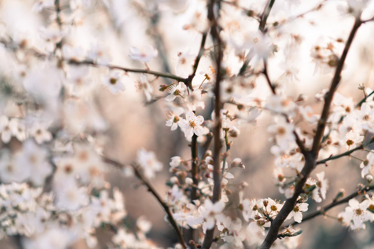 Comment attirer les papillons dans votre jardin