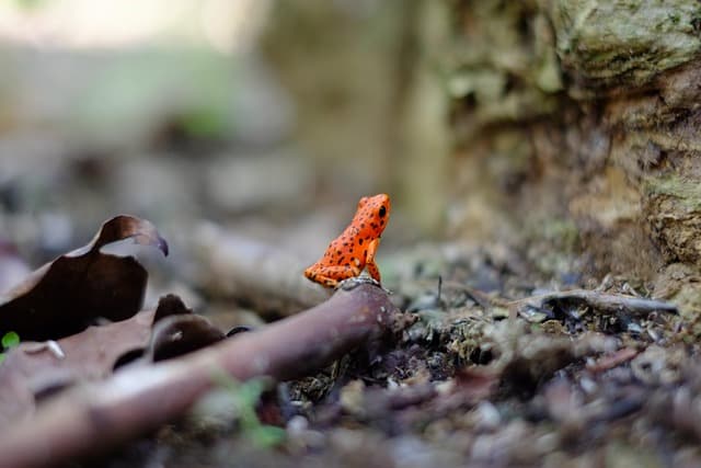 Les 10 meilleurs conseils pour photographier la faune sauvage