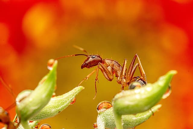 10 plantes incontournables pour attirer la faune dans votre jardin