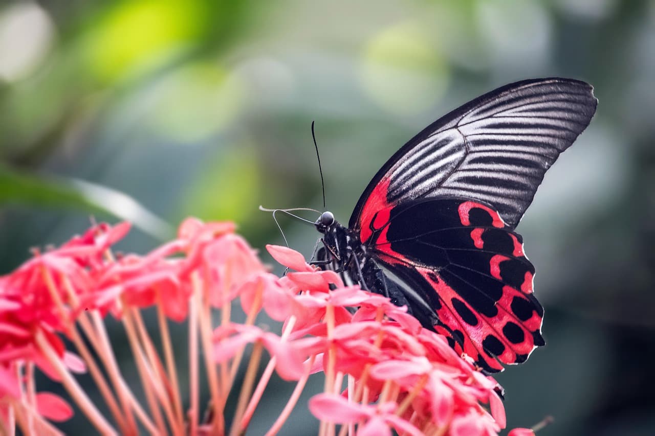 Comment créer un jardin attractif pour les pollinisateurs